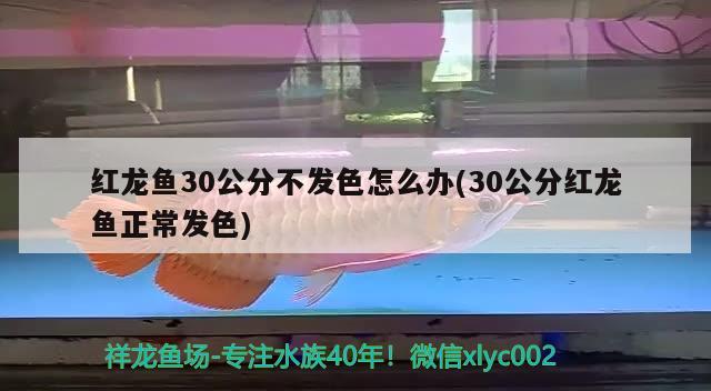 紅龍魚30公分不發(fā)色怎么辦(30公分紅龍魚正常發(fā)色)