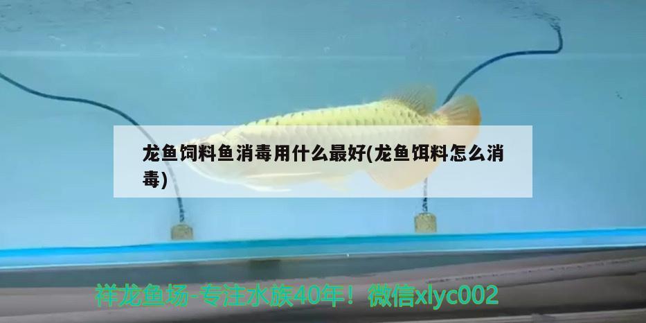 龍魚飼料魚消毒用什么最好(龍魚餌料怎么消毒)