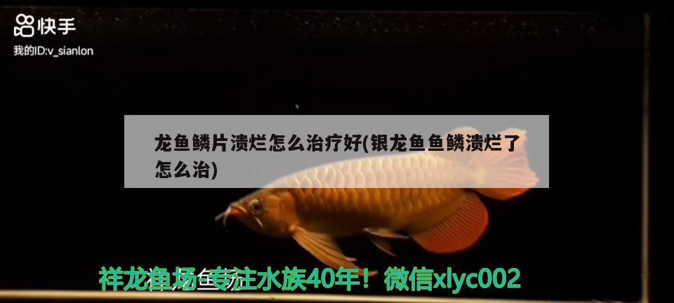 龍魚鱗片潰爛怎么治療好(銀龍魚魚鱗潰爛了怎么治) 銀龍魚百科