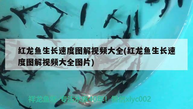 紅龍魚生長速度圖解視頻大全(紅龍魚生長速度圖解視頻大全圖片) 鴨嘴鯊魚