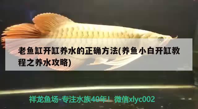 老魚缸開缸養(yǎng)水的正確方法(養(yǎng)魚小白開缸教程之養(yǎng)水攻略) 黃金達(dá)摩魚