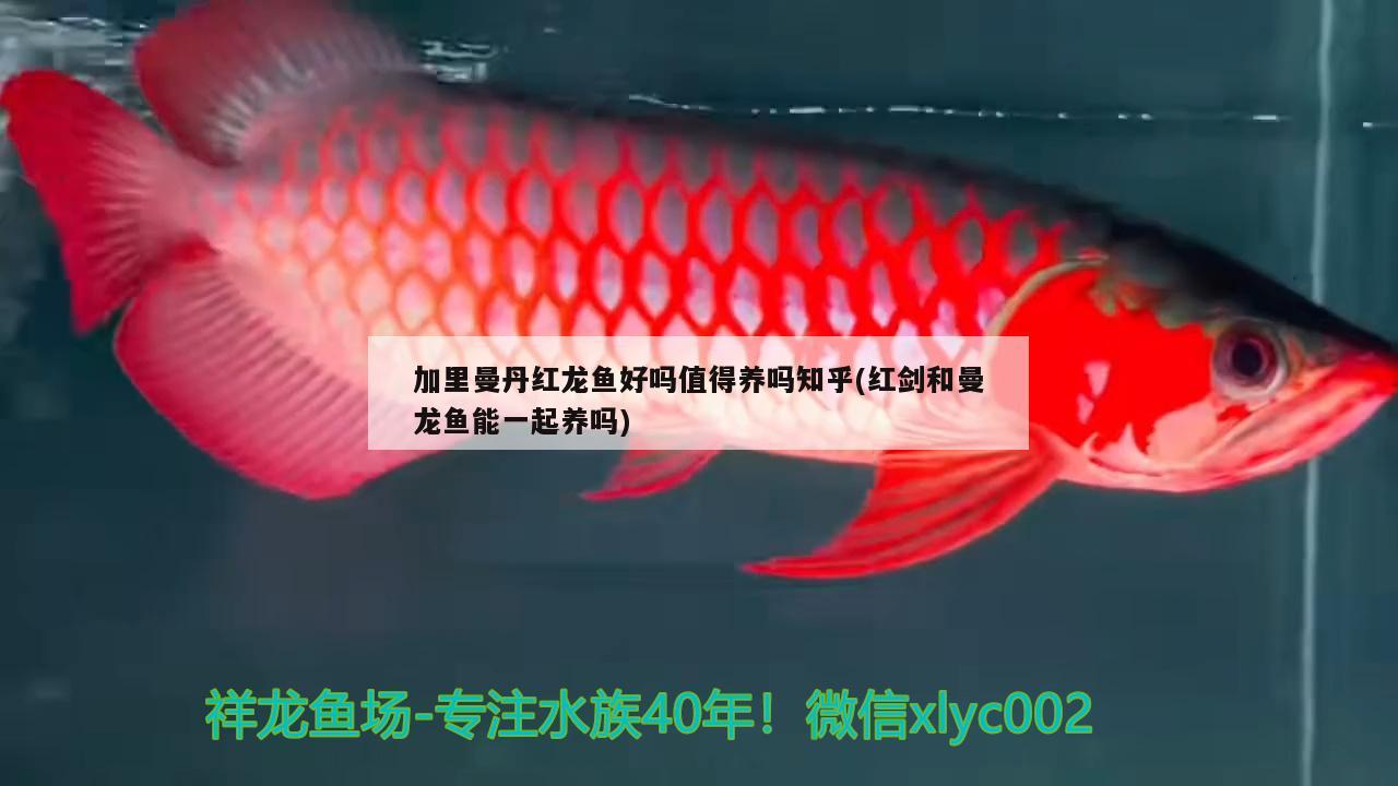 加里曼丹紅龍魚好嗎值得養(yǎng)嗎知乎(紅劍和曼龍魚能一起養(yǎng)嗎)