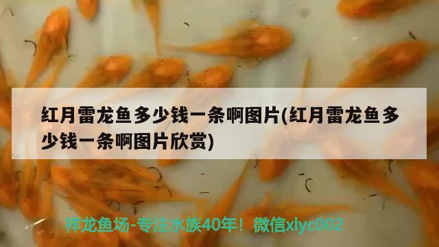 紅月雷龍魚多少錢一條啊圖片(紅月雷龍魚多少錢一條啊圖片欣賞)