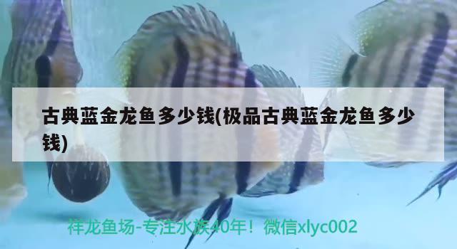 古典藍金龍魚多少錢(極品古典藍金龍魚多少錢) 定時器/自控系統(tǒng)