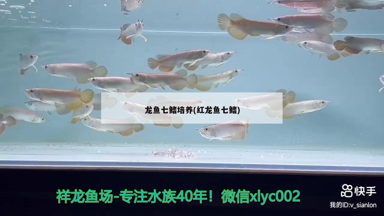 龍魚七鰭培養(yǎng)(紅龍魚七鰭)