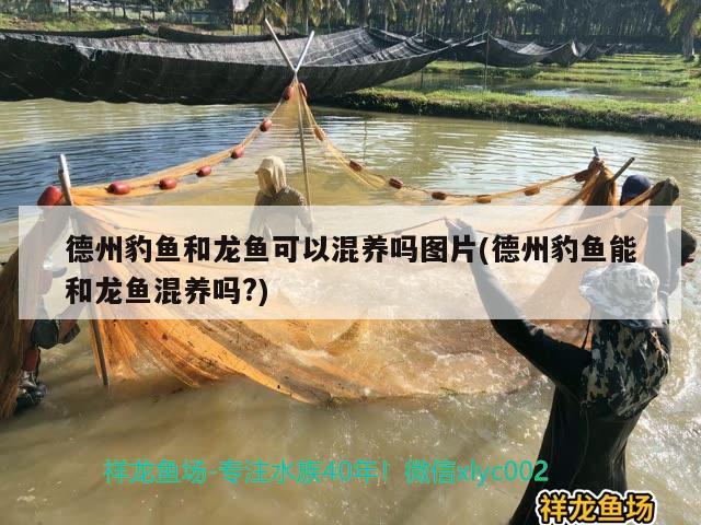 德州豹魚和龍魚可以混養(yǎng)嗎圖片(德州豹魚能和龍魚混養(yǎng)嗎?)