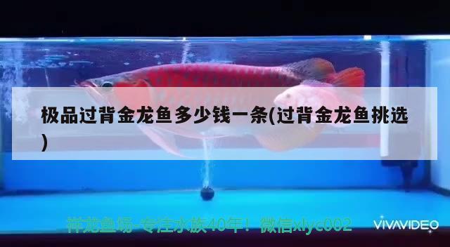 濟南魚缸搬家公司哪家好，濟南魚缸搬運公司哪家好，濟南市槐蔭區(qū)哪有搬家公司 粗線銀版魚 第2張