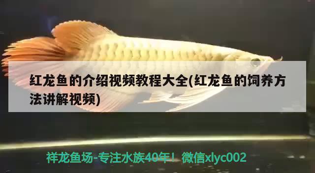 紅龍魚的介紹視頻教程大全(紅龍魚的飼養(yǎng)方法講解視頻) 南美異型魚