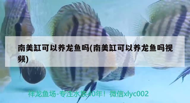 南美缸可以養(yǎng)龍魚嗎(南美缸可以養(yǎng)龍魚嗎視頻)