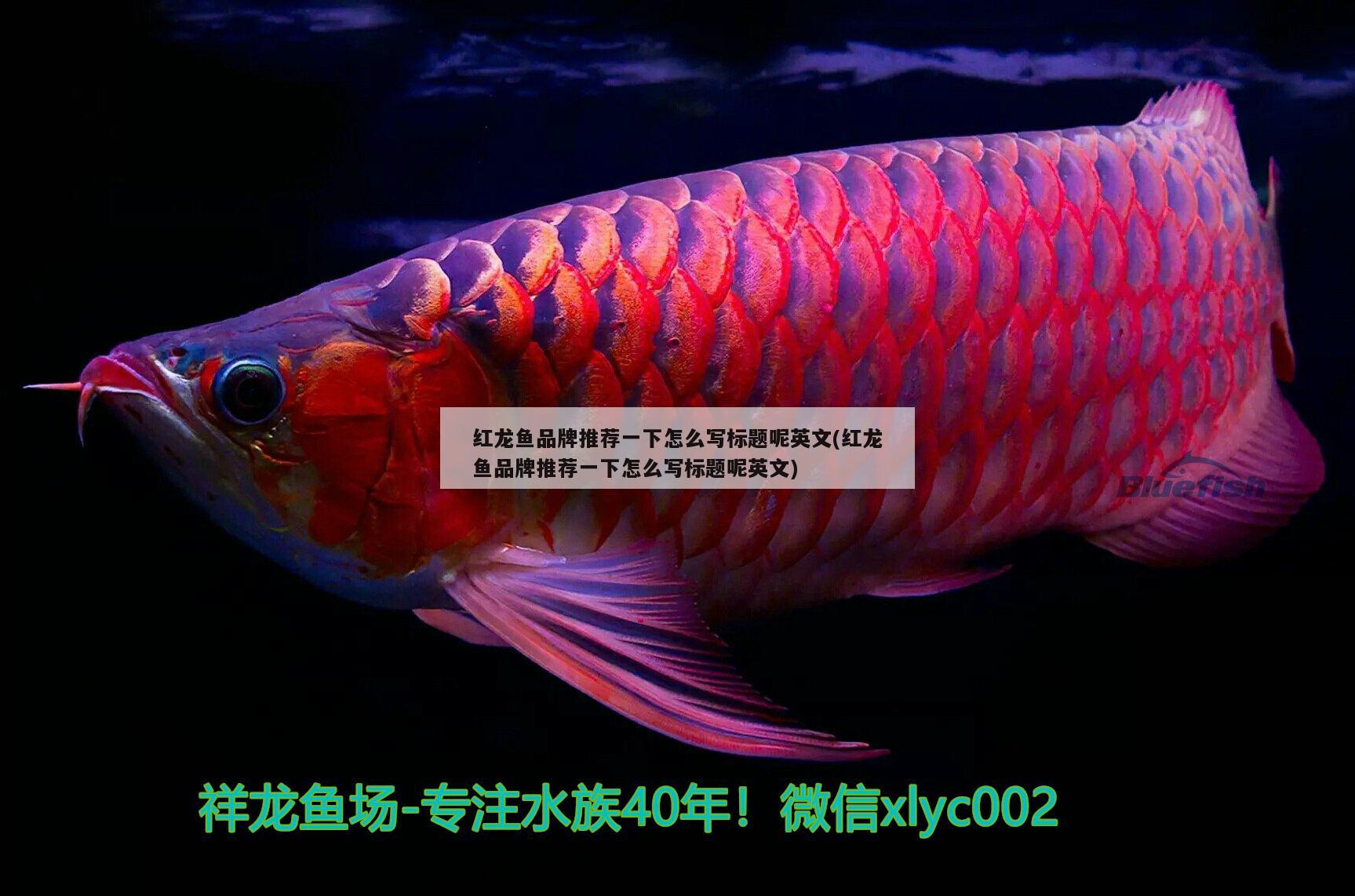 紅龍魚品牌推薦一下怎么寫標(biāo)題呢英文(紅龍魚品牌推薦一下怎么寫標(biāo)題呢英文) 過(guò)背金龍魚