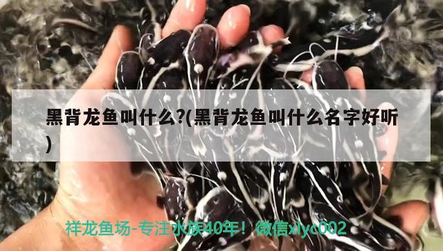 黑背龍魚叫什么?(黑背龍魚叫什么名字好聽)