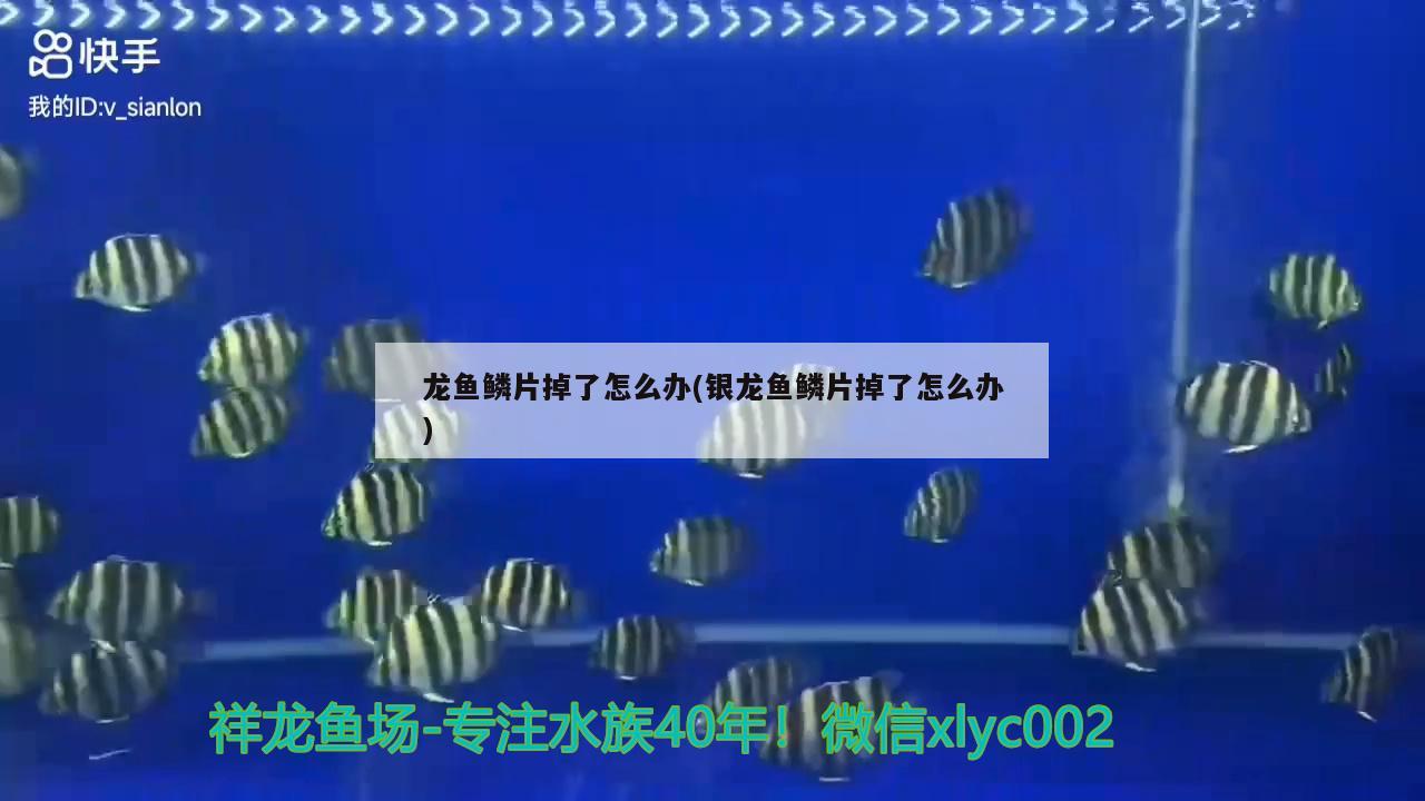 龍魚鱗片掉了怎么辦(銀龍魚鱗片掉了怎么辦) 銀龍魚