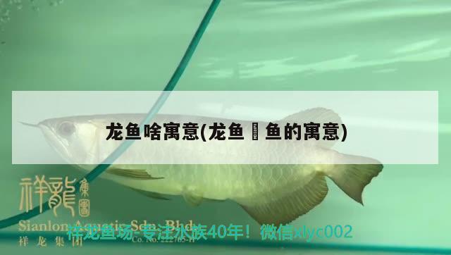 龍魚啥寓意(龍魚魟魚的寓意)