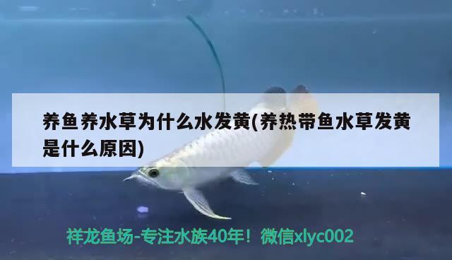 養(yǎng)魚(yú)養(yǎng)水草為什么水發(fā)黃(養(yǎng)熱帶魚(yú)水草發(fā)黃是什么原因)