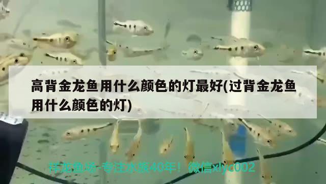 高背金龍魚用什么顏色的燈最好(過背金龍魚用什么顏色的燈)