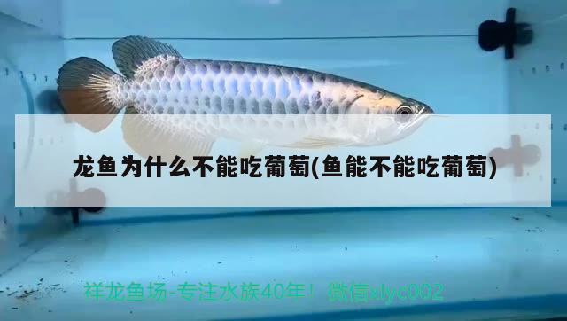 30厘米銀龍魚價格表(30厘米銀龍魚價格表及圖片)