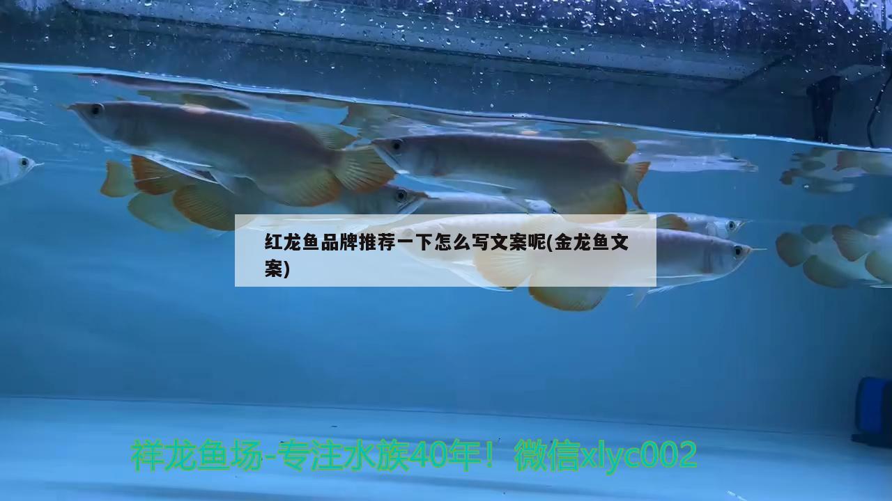 紅龍魚品牌推薦一下怎么寫文案呢(金龍魚文案) 沖氧泵