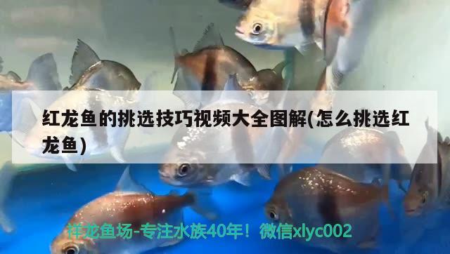 鱖魚(yú)魚(yú)缸怎么養(yǎng)活好看圖片，桂魚(yú)魚(yú)缸怎么養(yǎng)活好看圖片