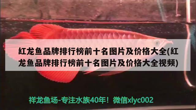 鱖魚(yú)魚(yú)缸怎么養(yǎng)活好看圖片，桂魚(yú)魚(yú)缸怎么養(yǎng)活好看圖片