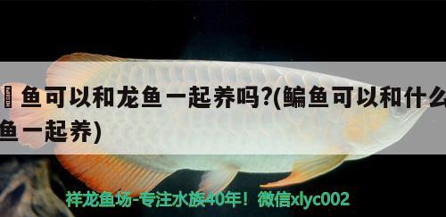 魟魚(yú)可以和龍魚(yú)一起養(yǎng)嗎?(鳊魚(yú)可以和什么魚(yú)一起養(yǎng))