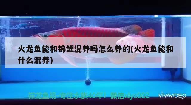 怎么讓魚缸水清澈透亮 魚缸渾水變清有妙招 其他水族品牌