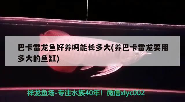 關(guān)于紅龍魚蒙眼治療期司開沖浪泵嗎的信息 眼斑魚