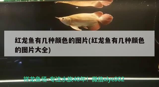 紅龍魚(yú)有幾種顏色的圖片(紅龍魚(yú)有幾種顏色的圖片大全)