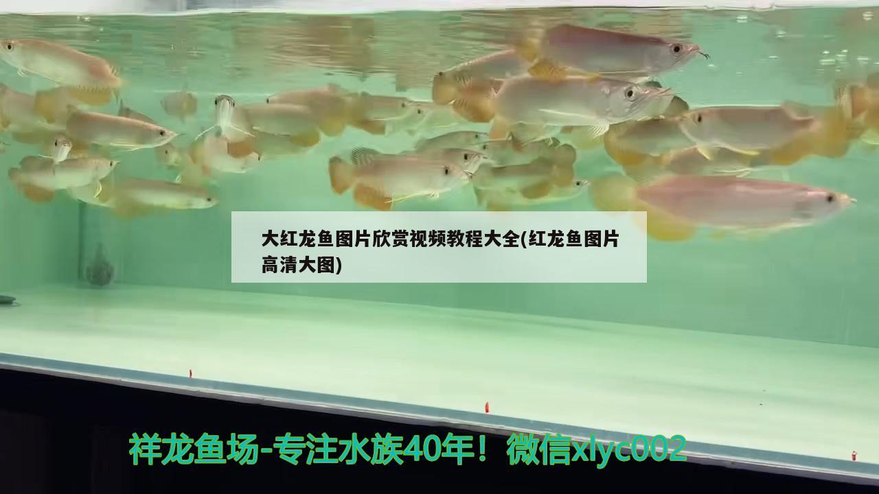 大紅龍魚圖片欣賞視頻教程大全(紅龍魚圖片高清大圖)