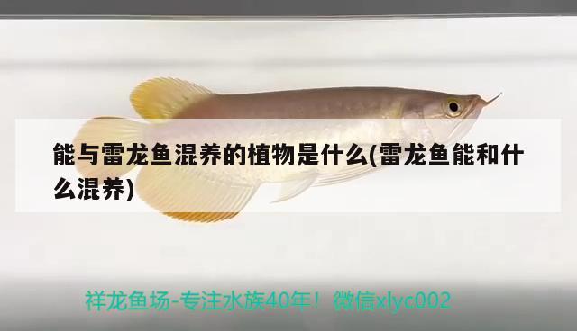 能與雷龍魚混養(yǎng)的植物是什么(雷龍魚能和什么混養(yǎng)) 過濾設(shè)備