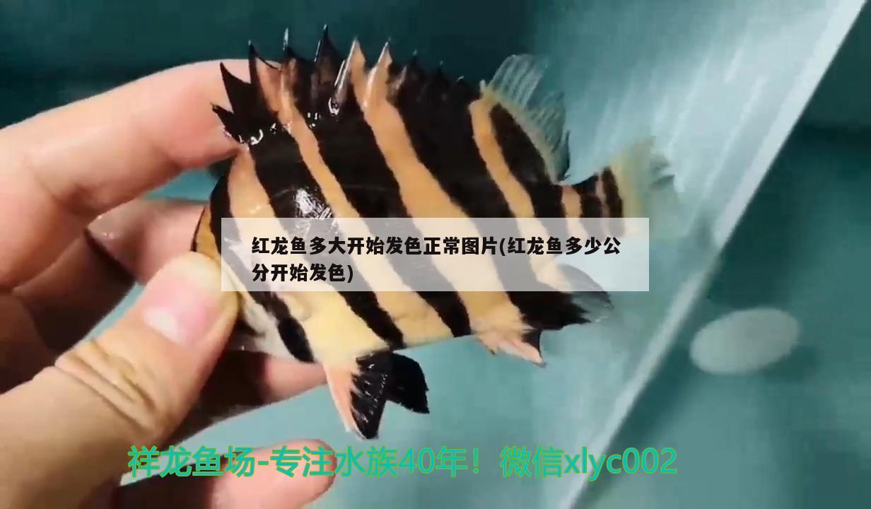 紅龍魚(yú)多大開(kāi)始發(fā)色正常圖片(紅龍魚(yú)多少公分開(kāi)始發(fā)色) 黃金眼鏡蛇雷龍魚(yú)