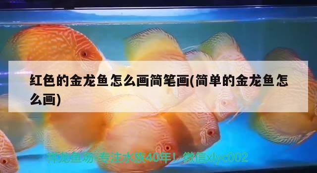 紅色的金龍魚怎么畫簡筆畫(簡單的金龍魚怎么畫)