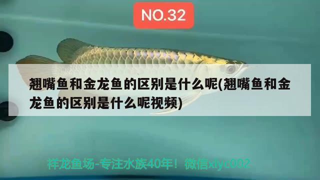 翹嘴魚和金龍魚的區(qū)別是什么呢(翹嘴魚和金龍魚的區(qū)別是什么呢視頻)