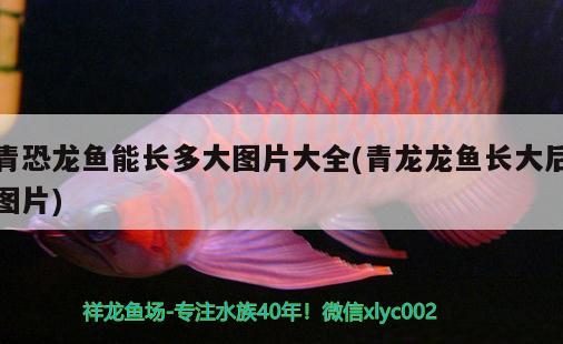 重慶觀賞魚市場排名榜前十名圖片（重慶觀賞魚市場排名榜前十名圖片及價格）