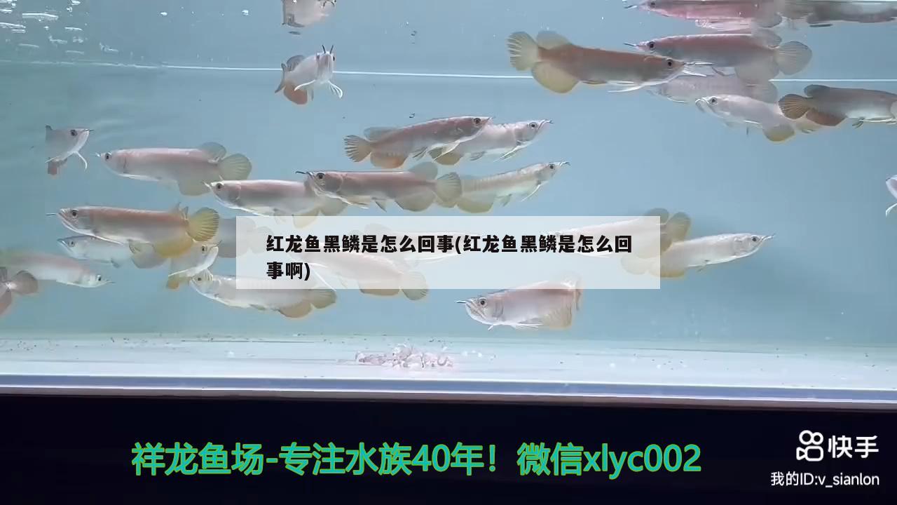 紅龍魚黑鱗是怎么回事(紅龍魚黑鱗是怎么回事啊)