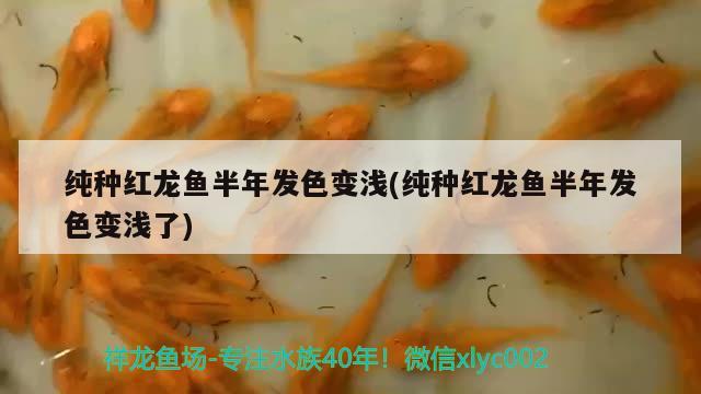 純種紅龍魚半年發(fā)色變淺(純種紅龍魚半年發(fā)色變淺了) 虎斑恐龍魚