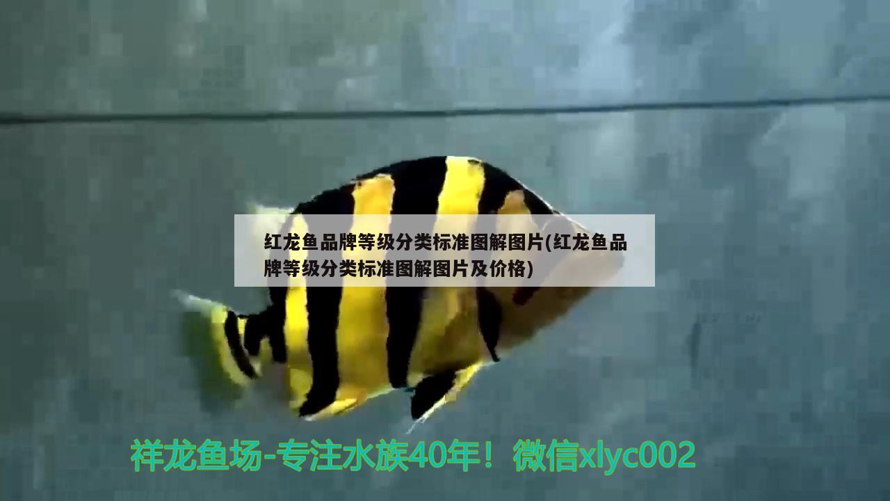 紅龍魚品牌等級分類標準圖解圖片(紅龍魚品牌等級分類標準圖解圖片及價格) 黃金眼鏡蛇雷龍魚