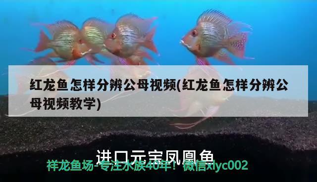 紅龍魚怎樣分辨公母視頻(紅龍魚怎樣分辨公母視頻教學(xué))