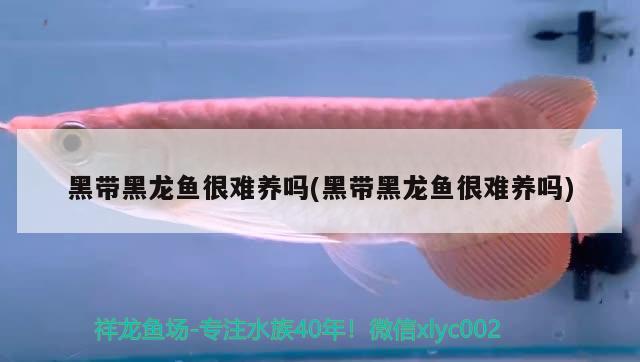 黑帶黑龍魚(yú)很難養(yǎng)嗎(黑帶黑龍魚(yú)很難養(yǎng)嗎) 白子黑帝王魟魚(yú)