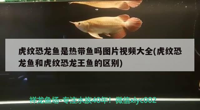 花貓加速器：花貓加速器下載