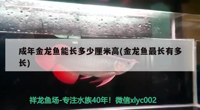 成年金龍魚能長多少厘米高(金龍魚最長有多長) B級過背金龍魚