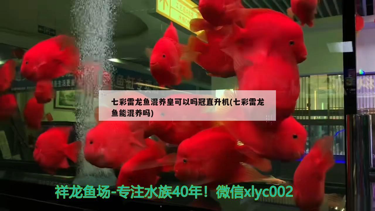 龍魚混養(yǎng)之絕配（龍魚混養(yǎng)最佳搭配圖）