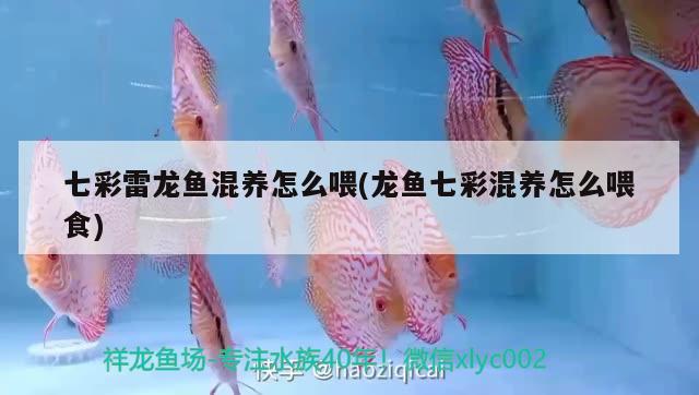 七彩雷龍魚混養(yǎng)怎么喂(龍魚七彩混養(yǎng)怎么喂食) 玫瑰銀版魚