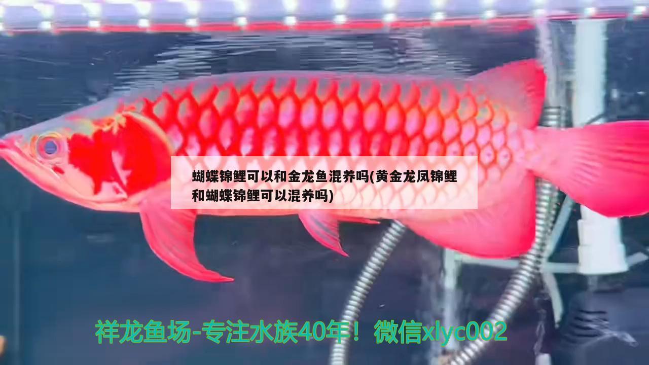 蝴蝶錦鯉可以和金龍魚混養(yǎng)嗎(黃金龍鳳錦鯉和蝴蝶錦鯉可以混養(yǎng)嗎)