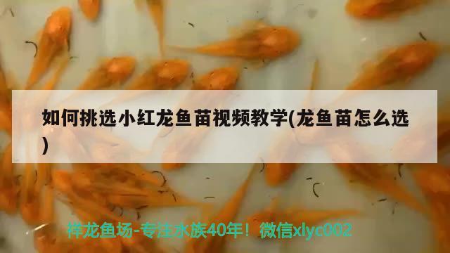 如何挑選小紅龍魚苗視頻教學(xué)(龍魚苗怎么選) 麥肯斯銀版魚