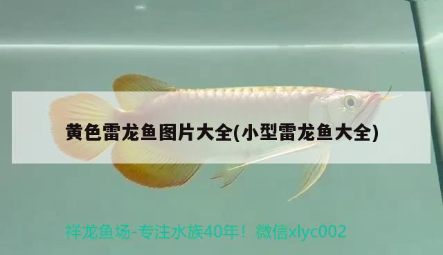 黃色雷龍魚圖片大全(小型雷龍魚大全) 白子銀龍苗（黃化銀龍苗）