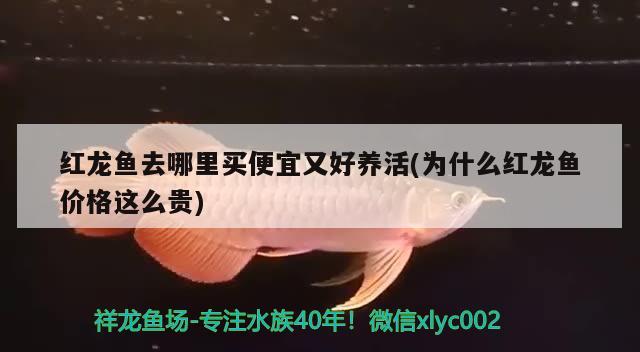 扁平魚缸造景圖片（長方形玻璃花瓶多少錢能買到） 過濾設(shè)備 第2張