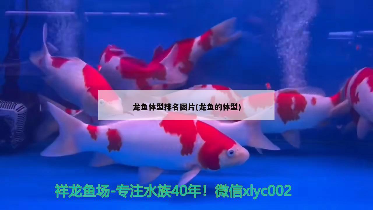 龍魚體型排名圖片(龍魚的體型)