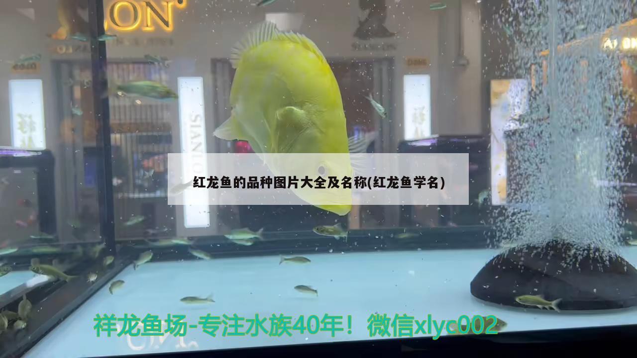 紅龍魚的品種圖片大全及名稱(紅龍魚學名)