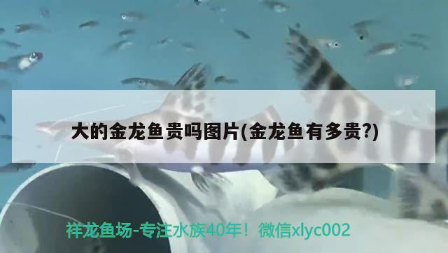 大的金龍魚貴嗎圖片(金龍魚有多貴?) 黑帝王魟魚 第1張