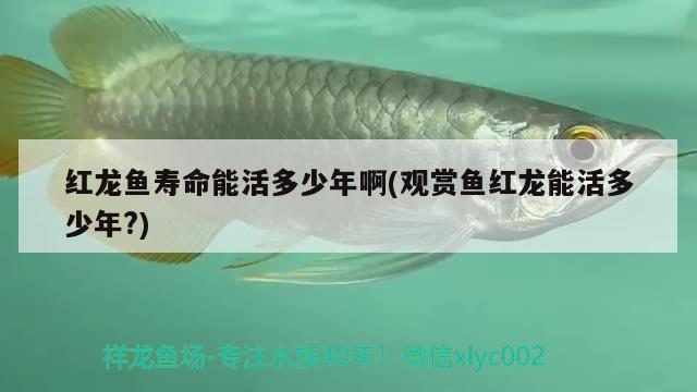 紅龍魚壽命能活多少年啊(觀賞魚紅龍能活多少年?)